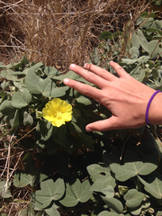 Gossypium tomentosum