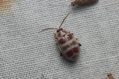 Asphaera quadrifasciata image