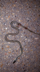 Thamnophis proximus proximus