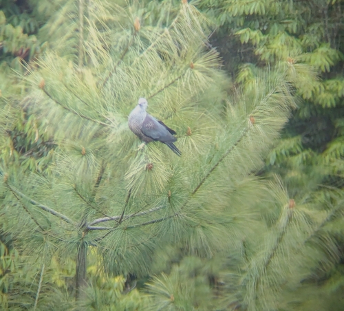 Pigeon de Hodgson (Columba hodgsonii)