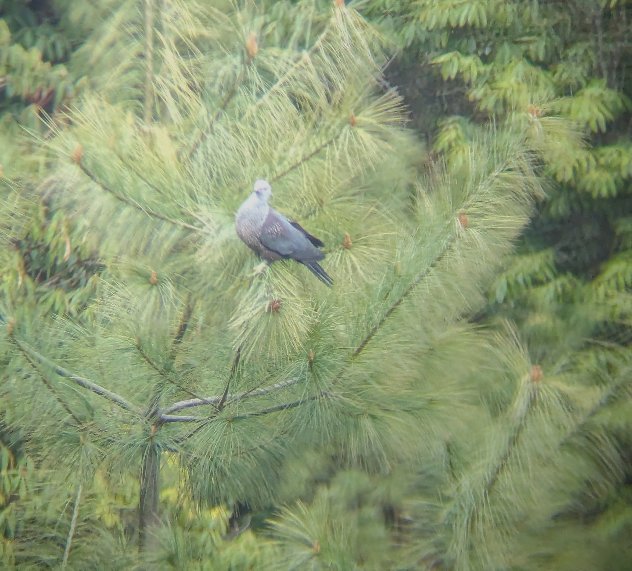 Speckled Wood Pigeon (Columba hodgsonii), photo 9