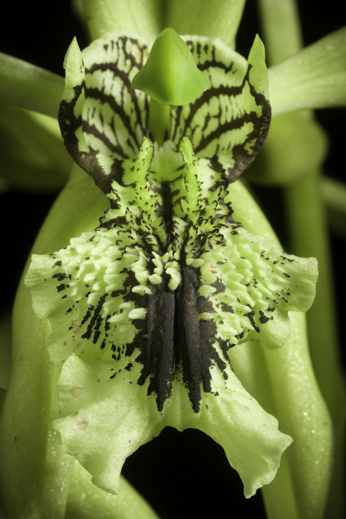 Coelogyne pandurata