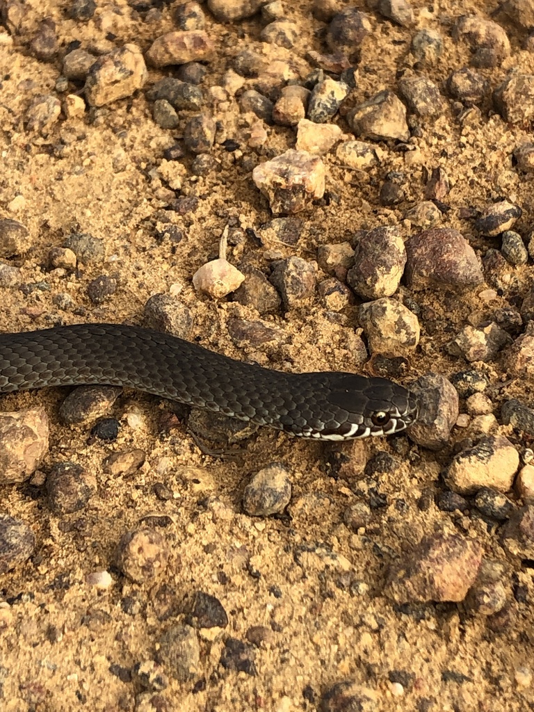 Pygmy Copperhead from Kangaroo Island, Karatta, SA, AU on March 19