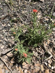 Castilleja applegatei
