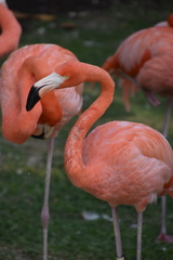 Phoenicopterus ruber
