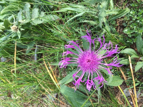 Image of Singleflower Knapweed (Centaurea nervosa) by (c) Manuela Fiorini, some rights reserved (CC BY)