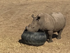 Rhinocerotidae