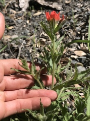 Castilleja applegatei