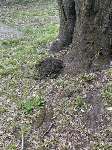 Japanese Mole