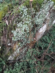 Dendrobium cucumerinum, photograph (c) Sofia Zvolanek, some rights reserved (CC BY)