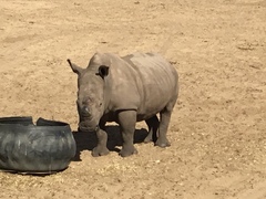 Rhinocerotidae