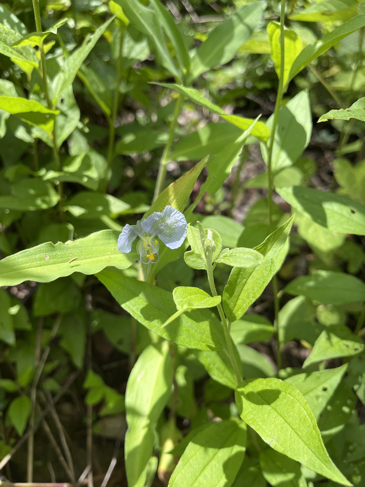 Commelina erecta