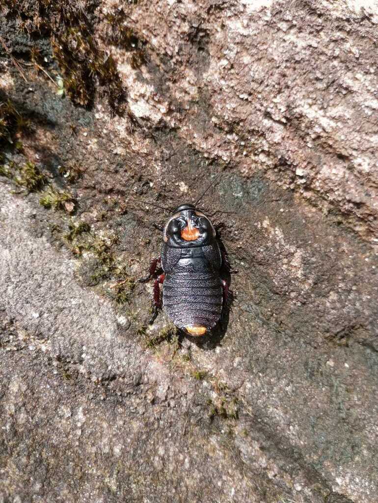 Bionoblatta punctata