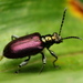 Lema chalcoptera - Photo (c) Gavin Hazell,  זכויות יוצרים חלקיות (CC BY-NC), הועלה על ידי Gavin Hazell