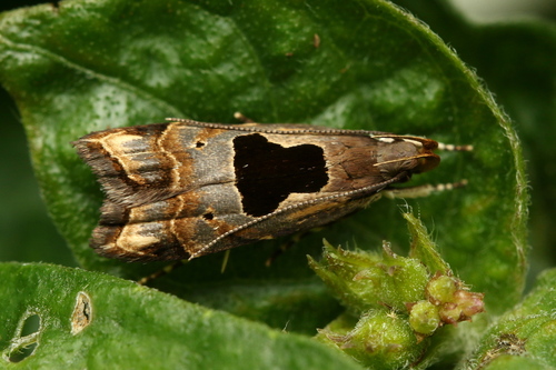 Brachmia septella