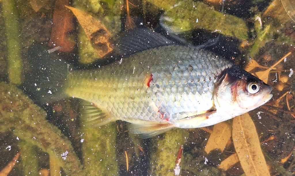 Goldfish from Perth WA, Australia on March 19, 2024 at 12:51 PM by K J ...