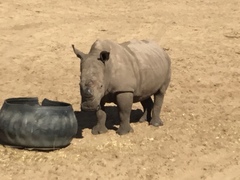 Rhinocerotidae