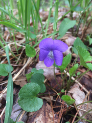 Viola