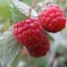 Red Raspberry - Photo (c) Ole Husby, some rights reserved (CC BY-SA)