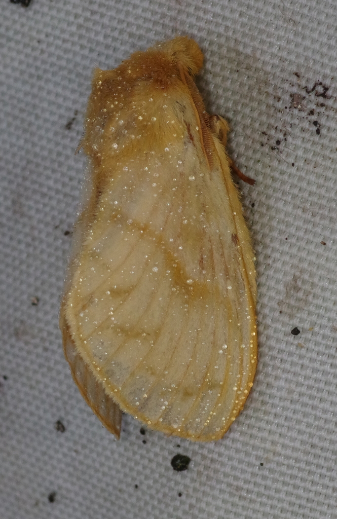 Bombycopsis ochroleuca