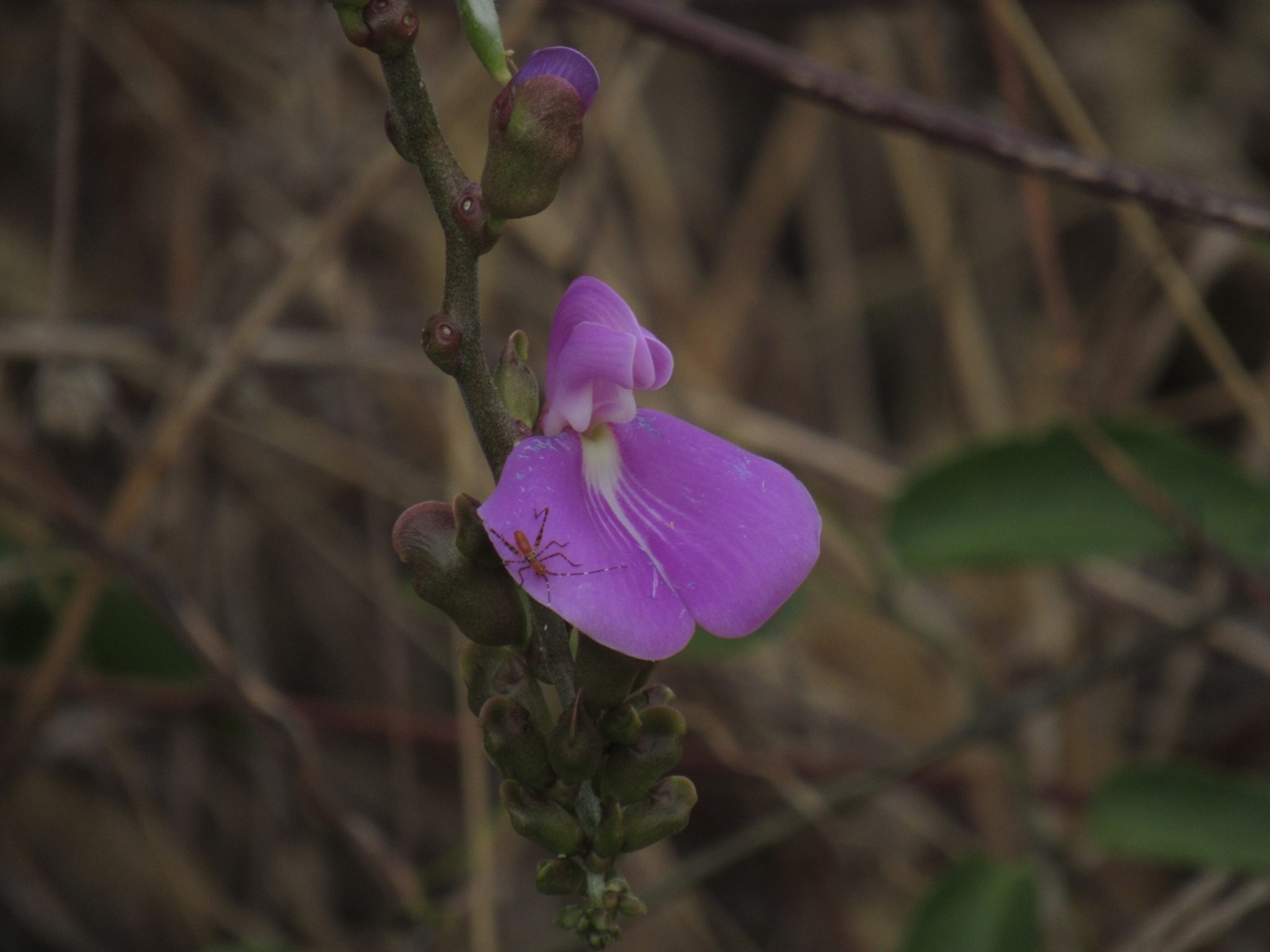 Canavalia brasiliensis