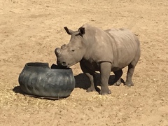 Rhinocerotidae
