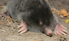 European Mole photo 2