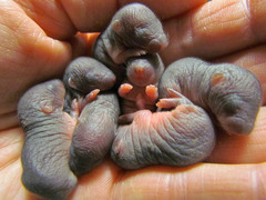 European Mole photo 3