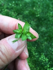 Stellaria apetala