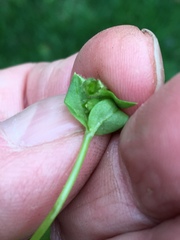 Stellaria apetala