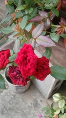 Rosa
