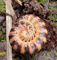 Semionellus placidus