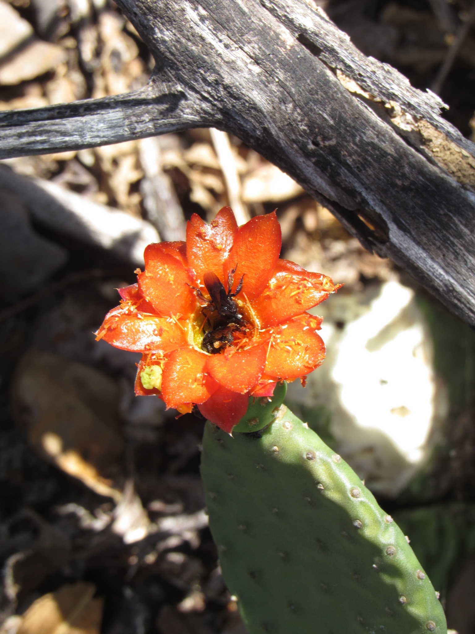 Tacinga inamoena