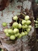 Common Red-stem Fig - Photo (c) Erna, some rights reserved (CC BY-NC), uploaded by Erna
