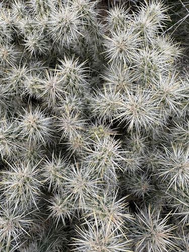 Silver Cholla