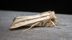 Leucania stenographa