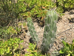 Corryocactus melanotrichus