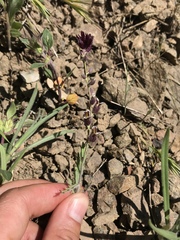 Streptanthus insignis