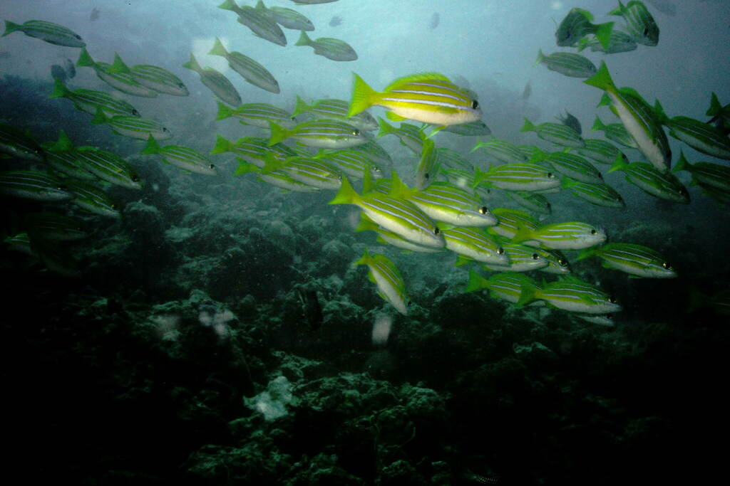 Bengal snapper