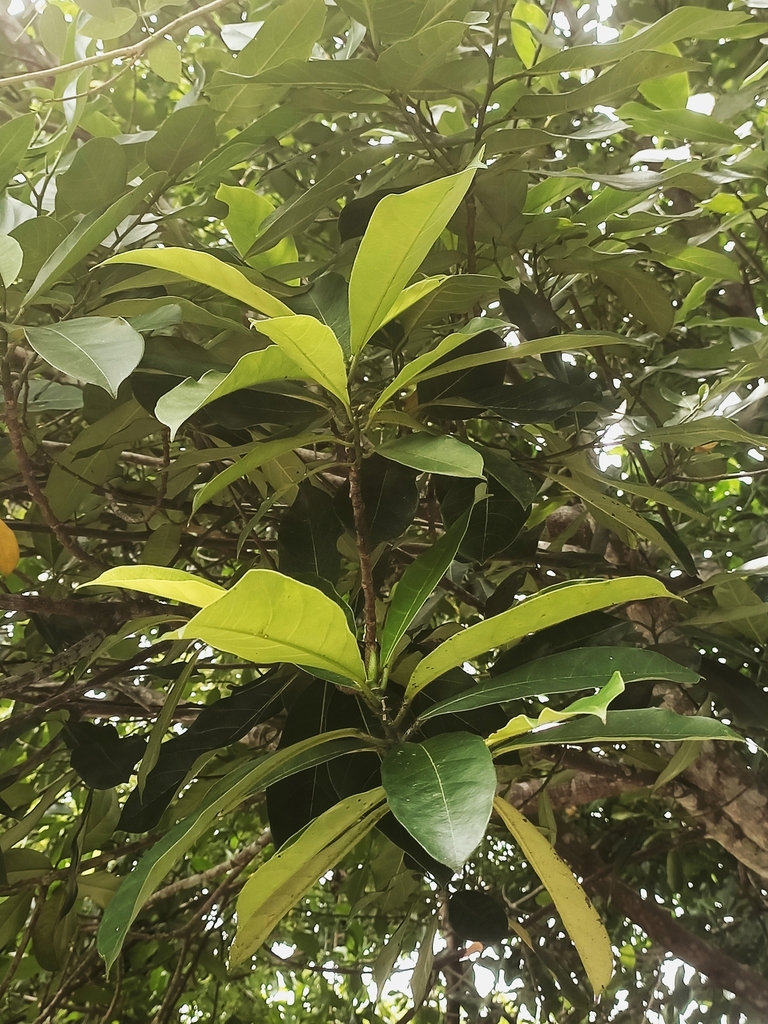 Cempedak (Artocarpus integer)