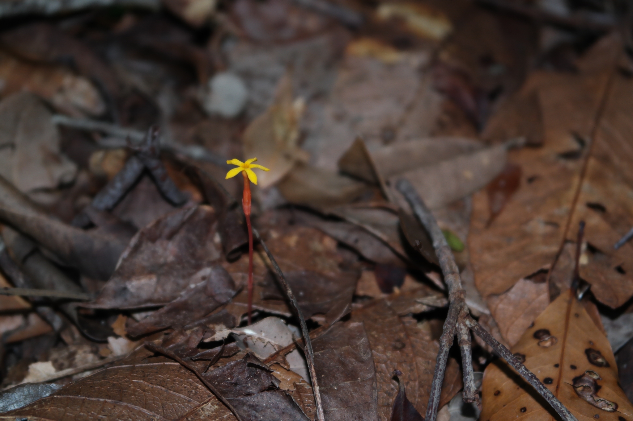 Voyria flavescens