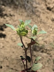 Acanthomintha lanceolata