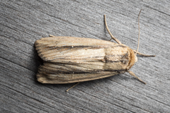 Leucania stenographa