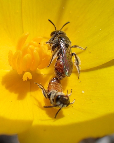 Micralictoides ruficaudus (Michener, 1937)