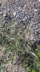 Bouteloua dactyloides