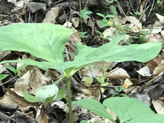 Trillium rugelii