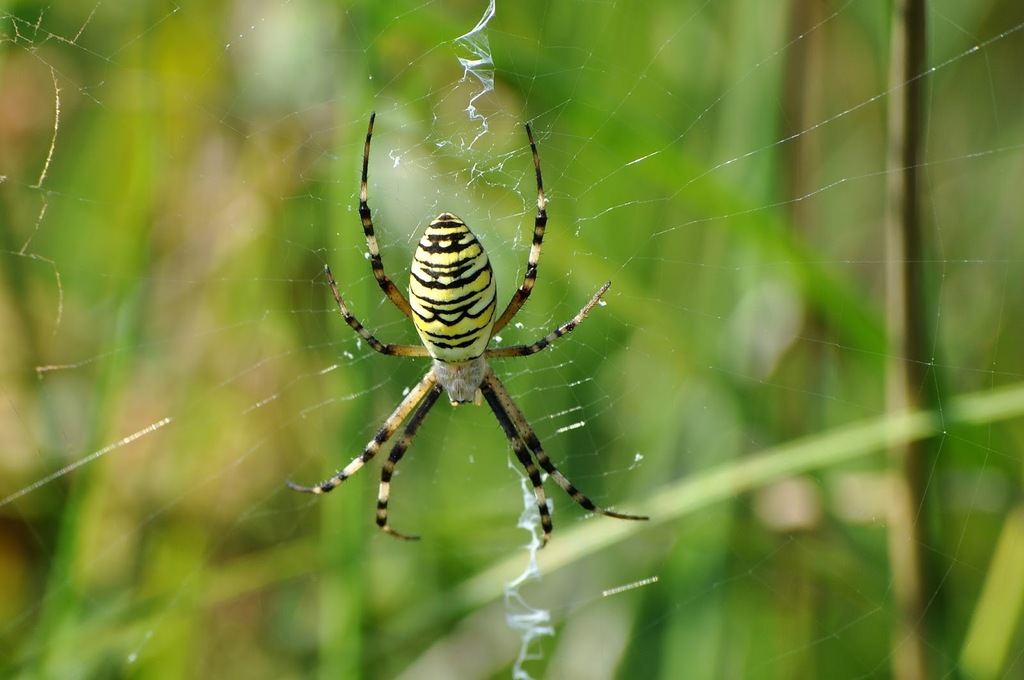 Wasp Spider from Powiat janowski, Polska on August 8, 2015 at 02:40 PM ...