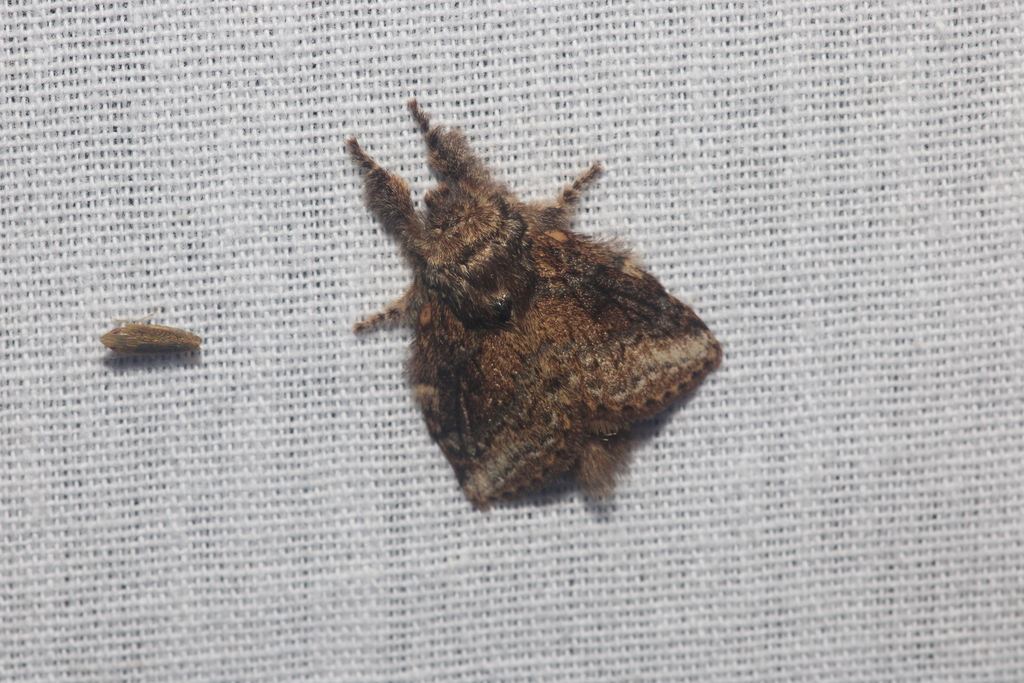 Euglyphis lacrimosa