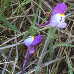 Linaria algarviana