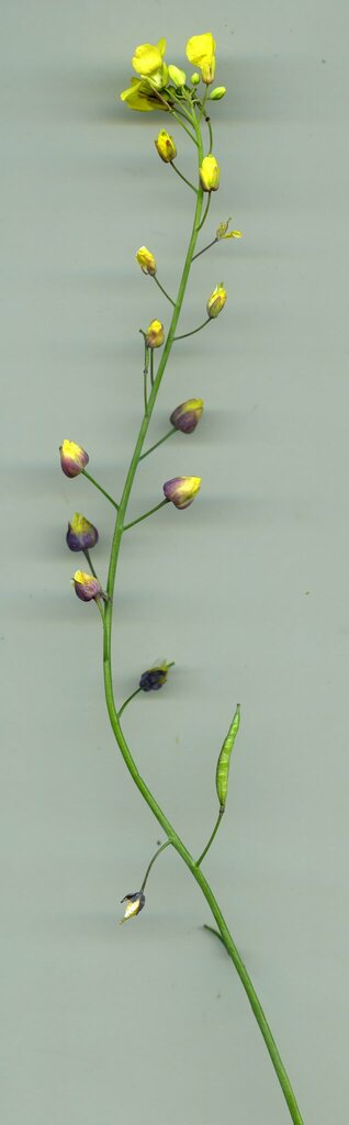 Gephyraulus raphanistri